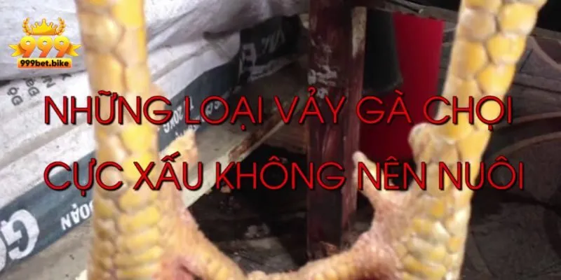 Vảy Gà Tứ Hoành Khai Và Những Điều Cần Biết Quan Trọng