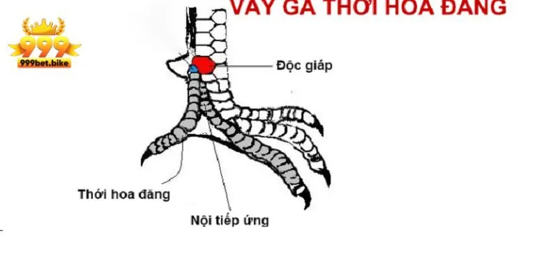 Đặc điểm nhận biết vảy gà thới hoa đăng